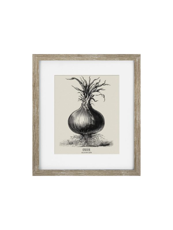 Vintage Onion Framed print